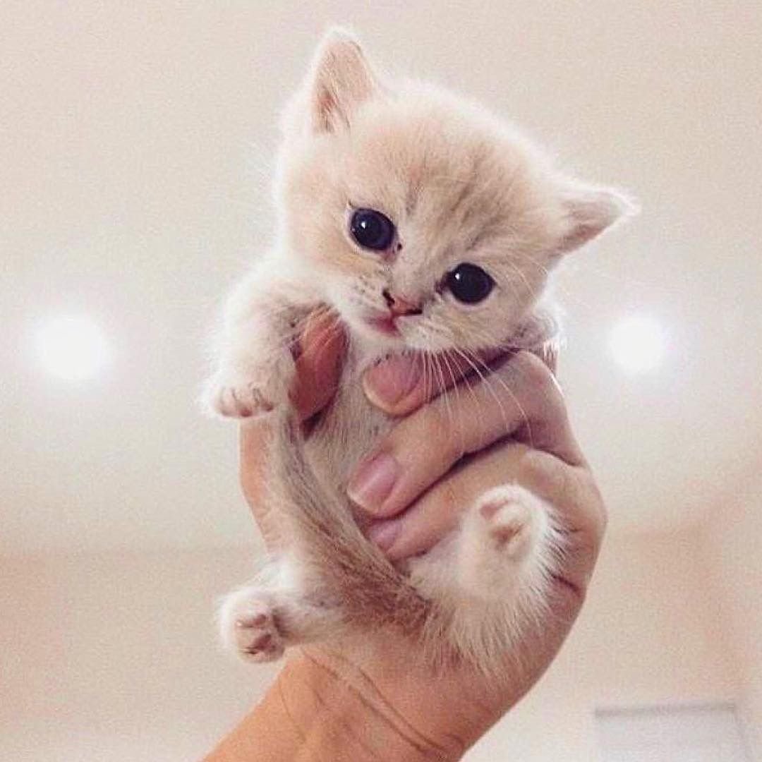 Милый котенок