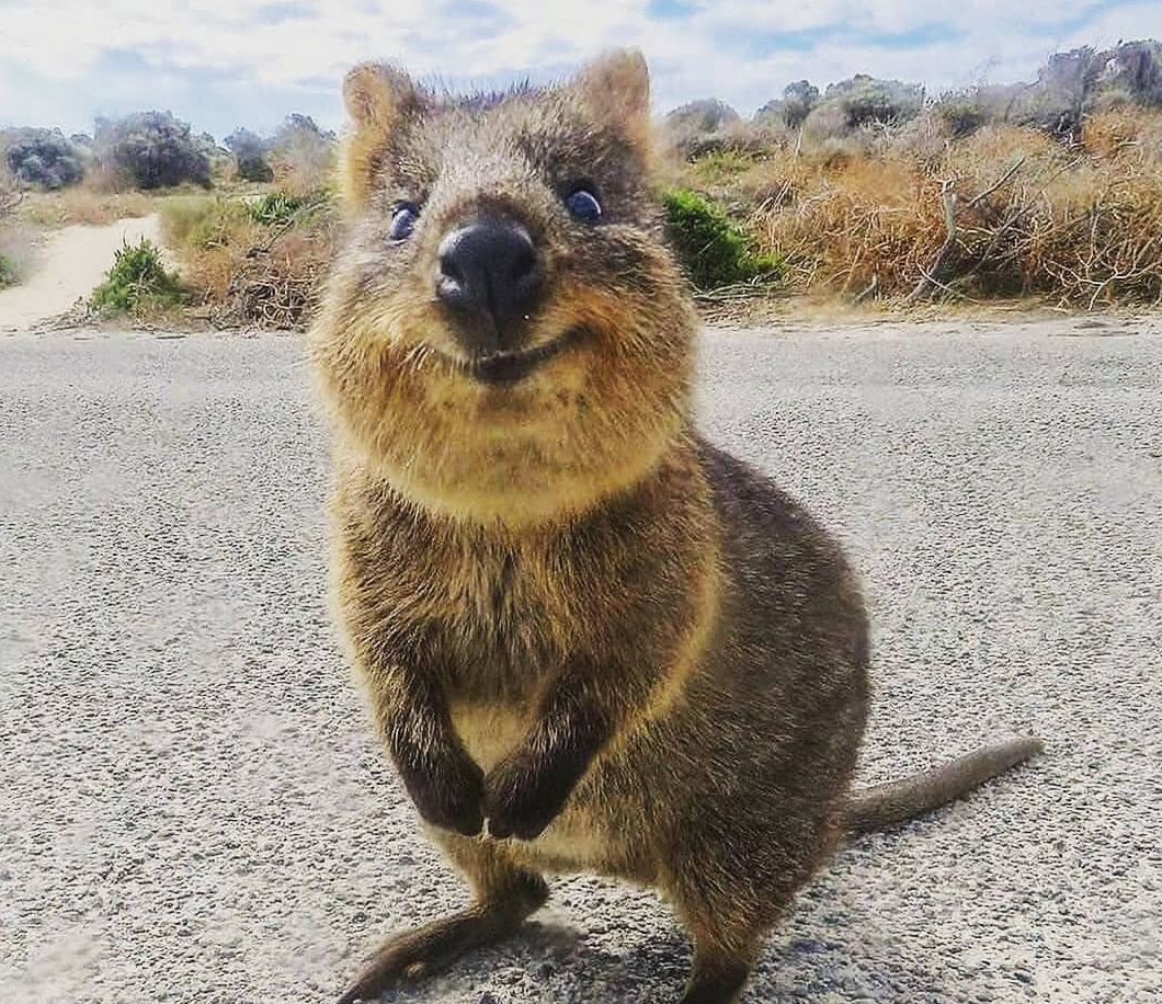 Кенгуру Квокка