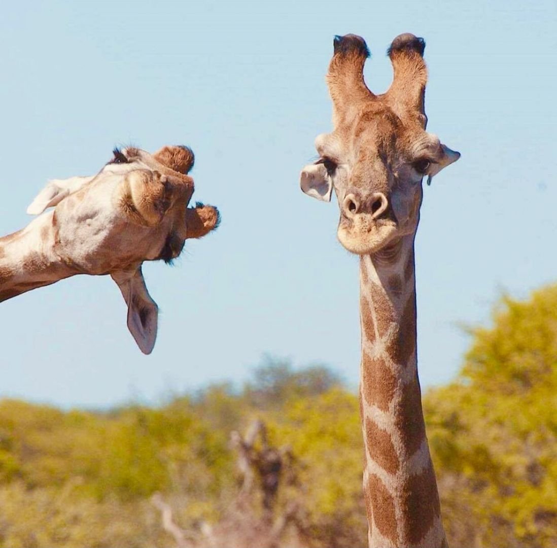 Супер смешные животные