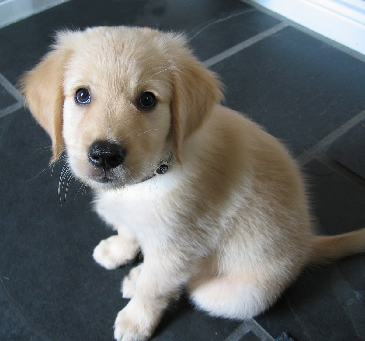 Лабрадор ретривер золотистый длинношерстный