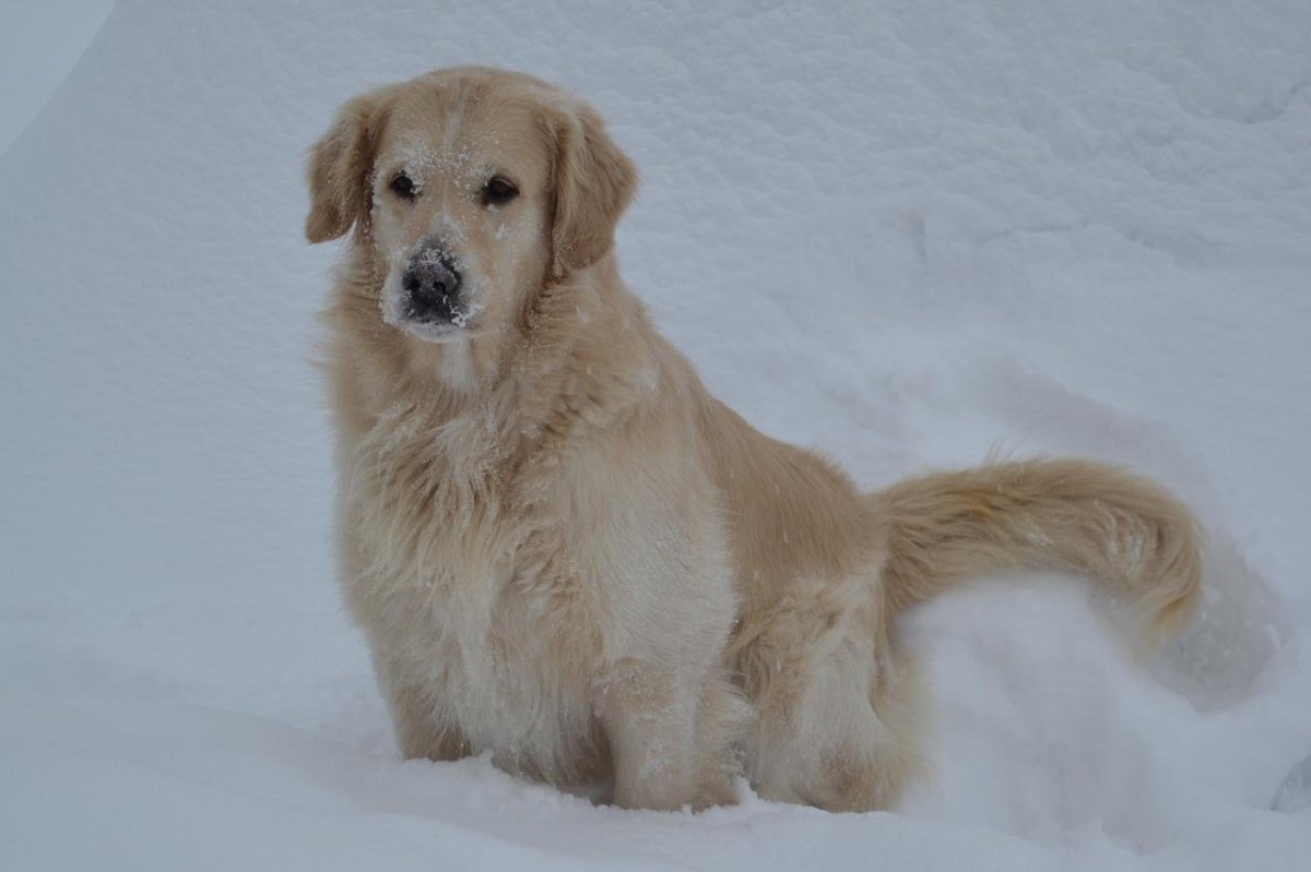 Прямошерстный ретривер флэт