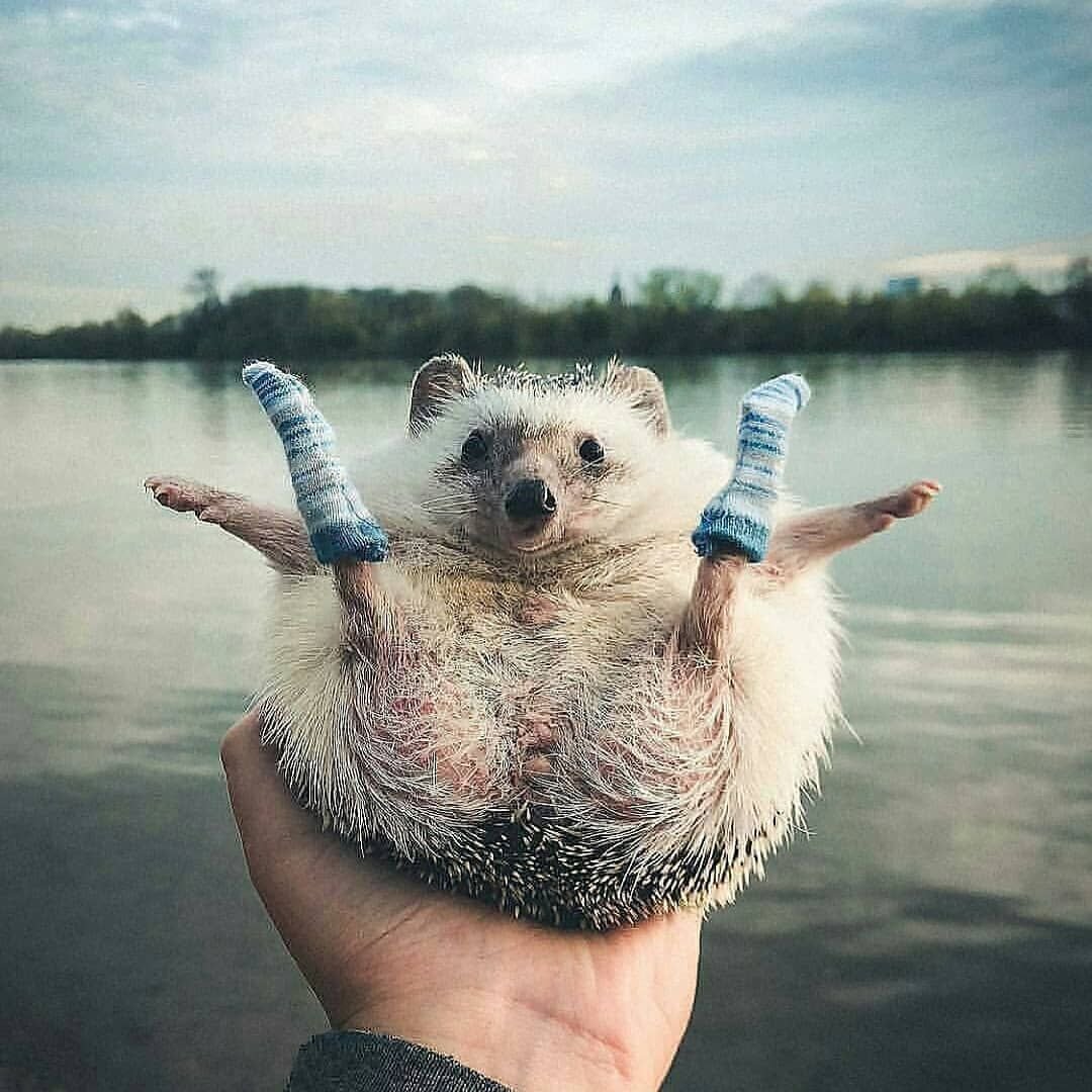 Прикольные картинки