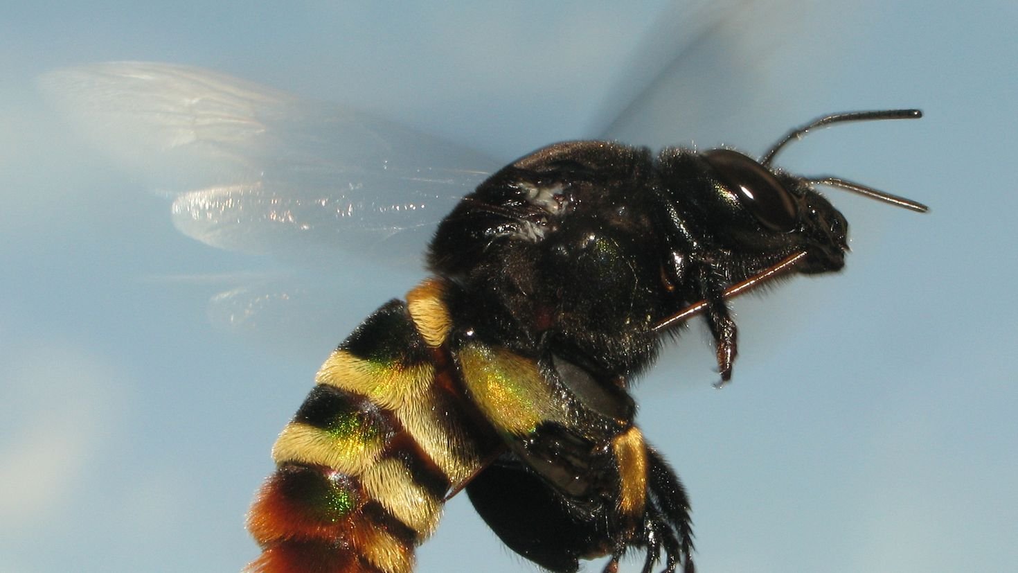 Большая черная пчела - 66 фото
