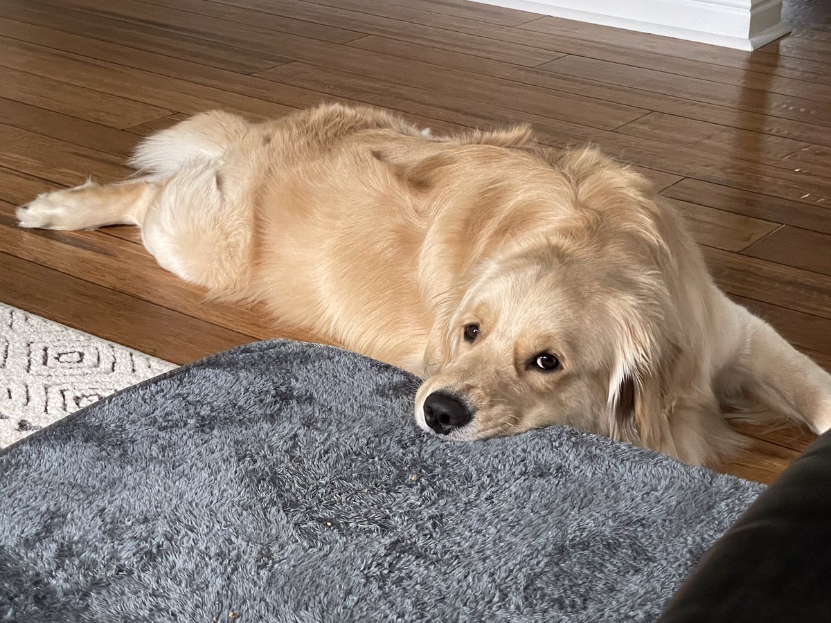 Лабрадор ретривер длинношерстный