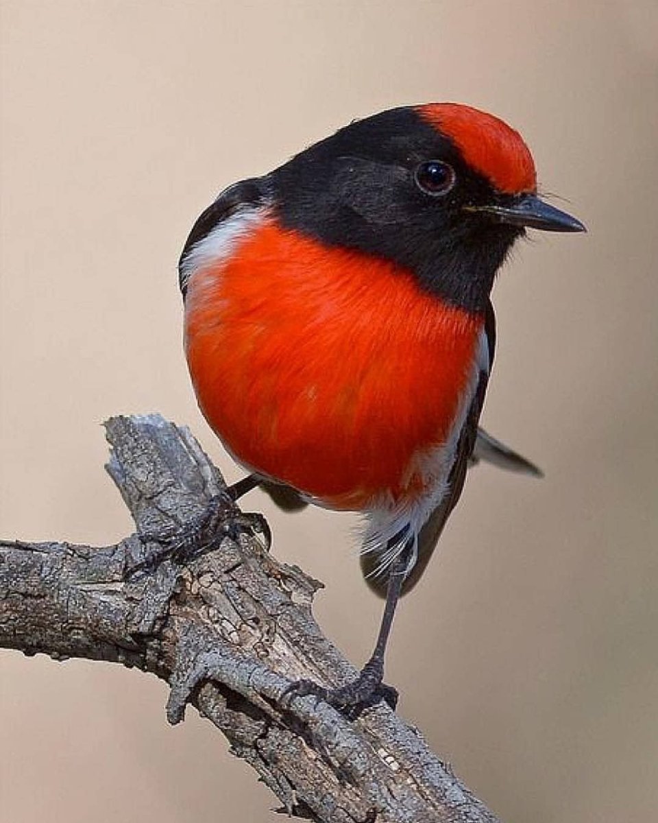 Краснолобая петроика