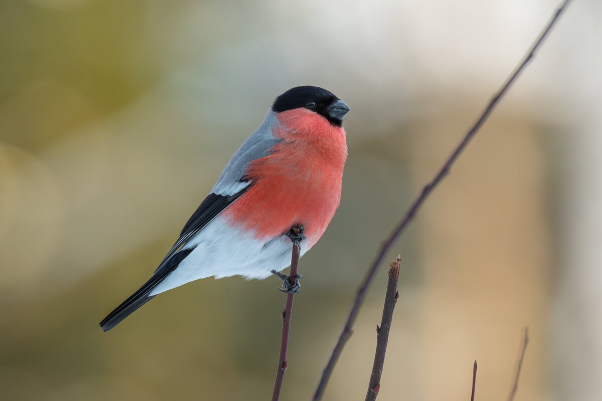 Свиристель и красный Кардинал