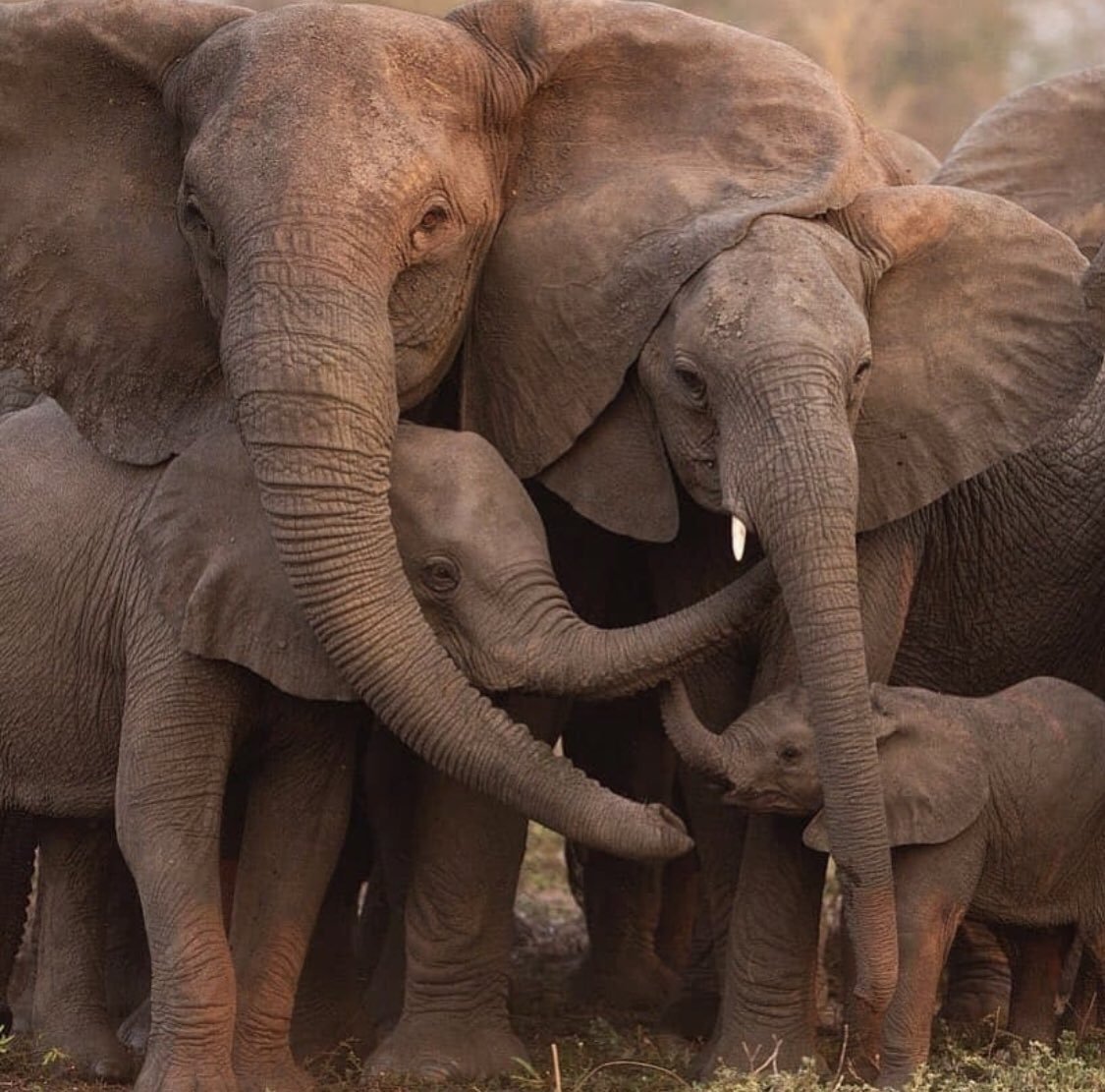 Смешной Слоник
