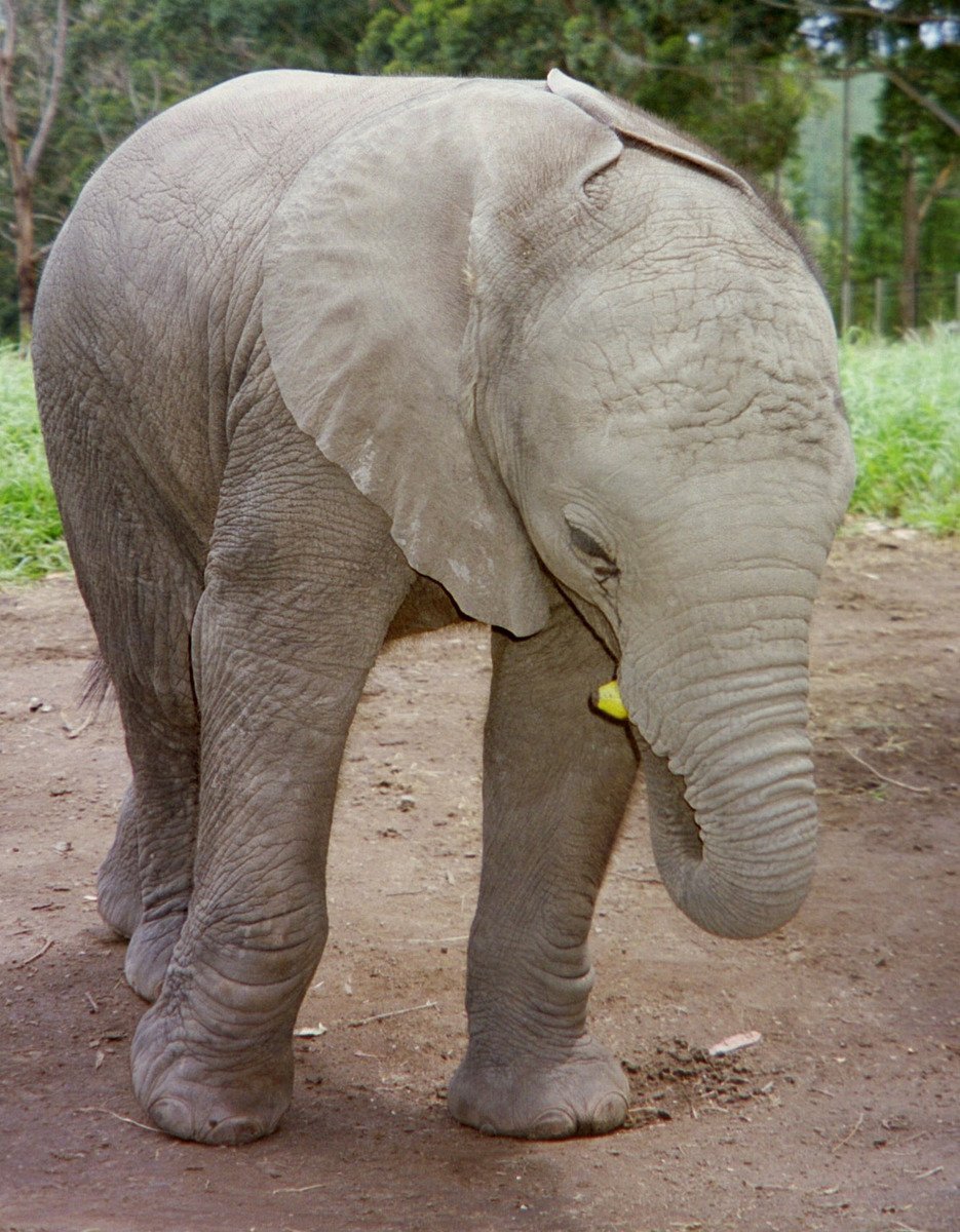 Хвостик слона
