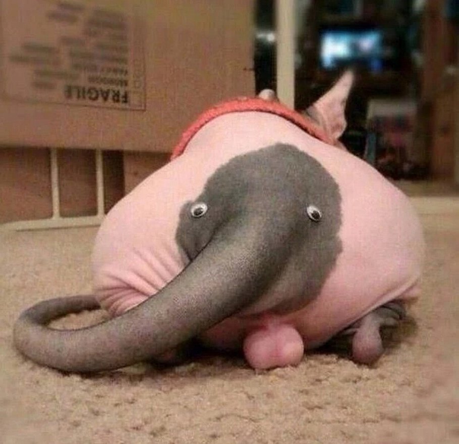 Дрессировка животных в цирке ужас