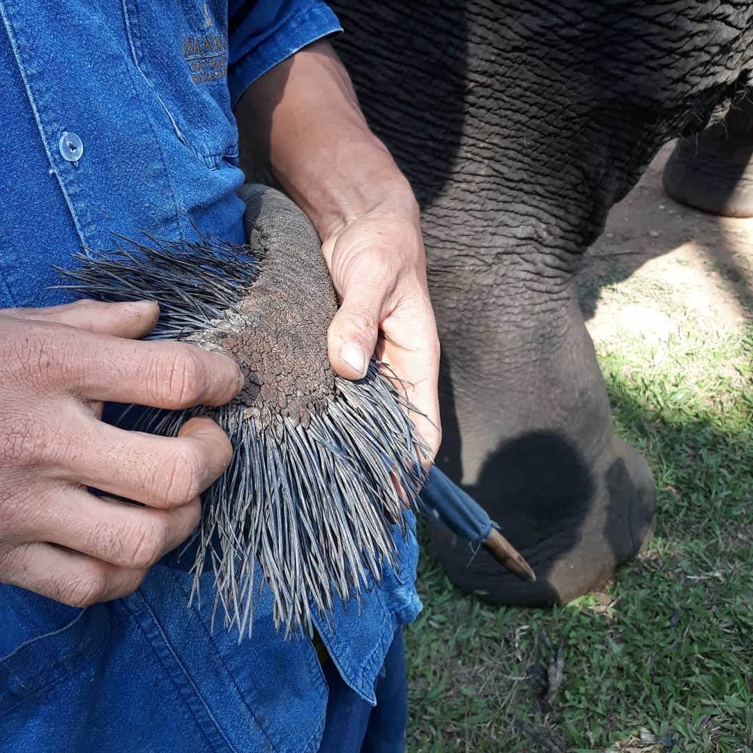 Слоненок и человек