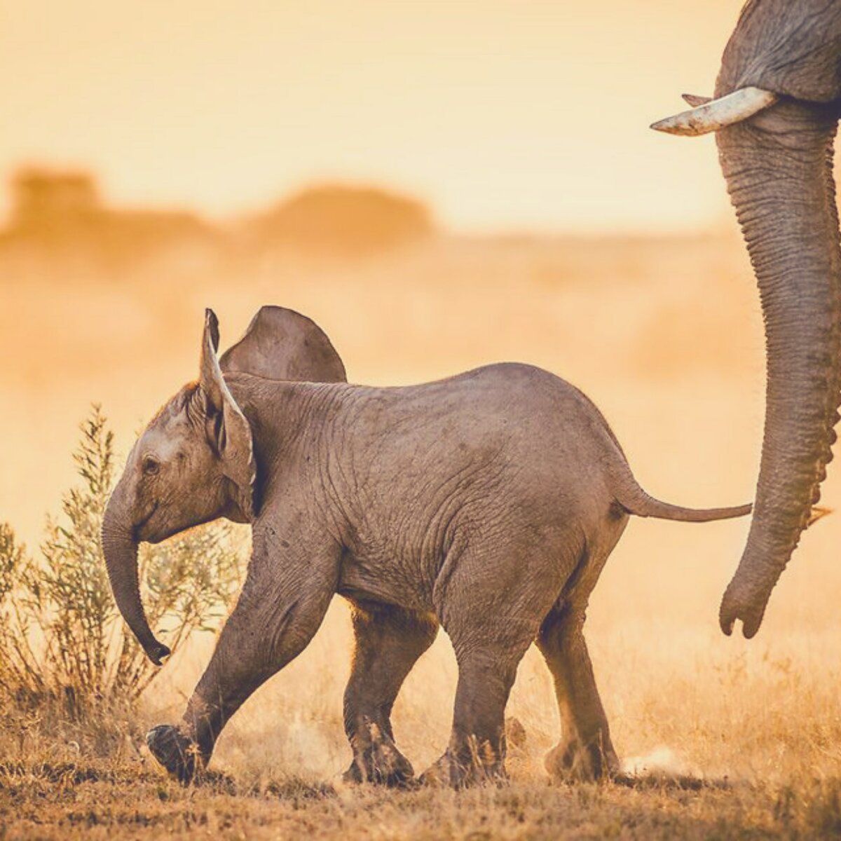 Слоненок держит маму за хвостик