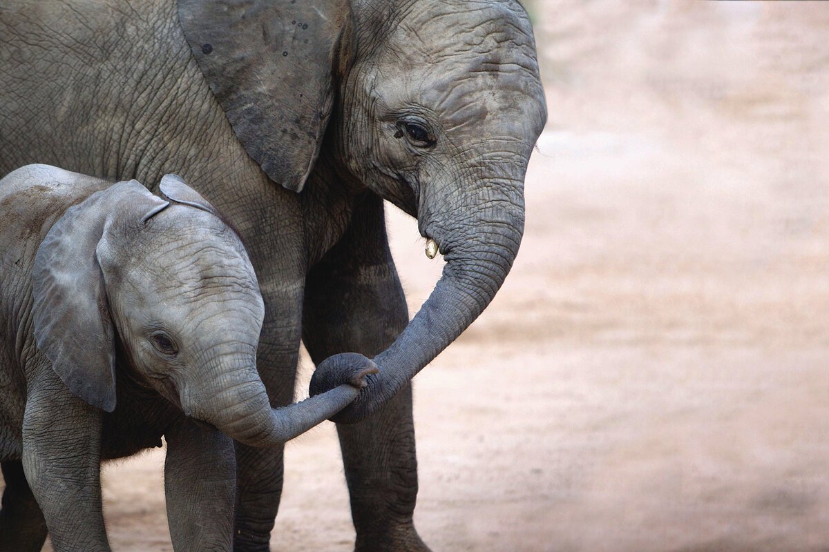 Слоник с мамой