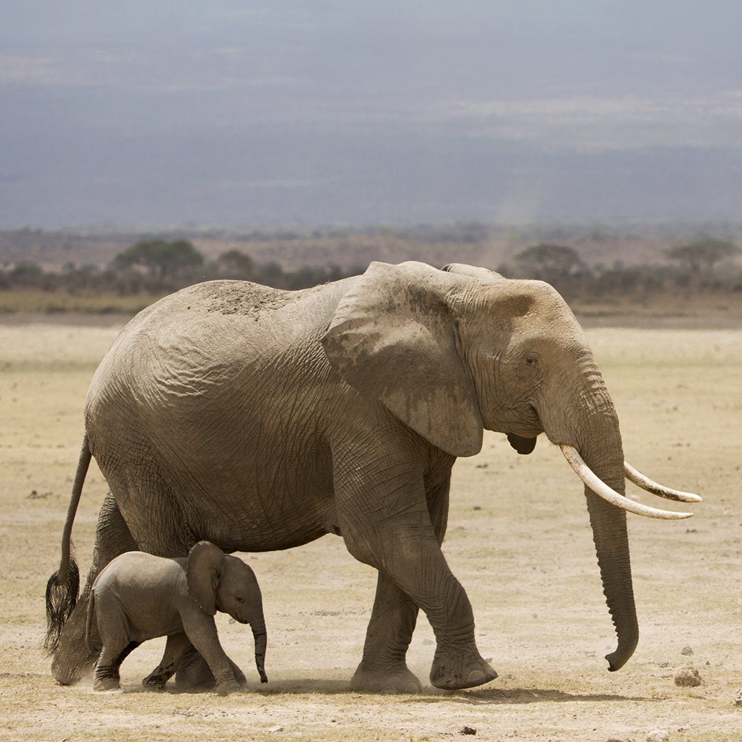 Хвост носорога