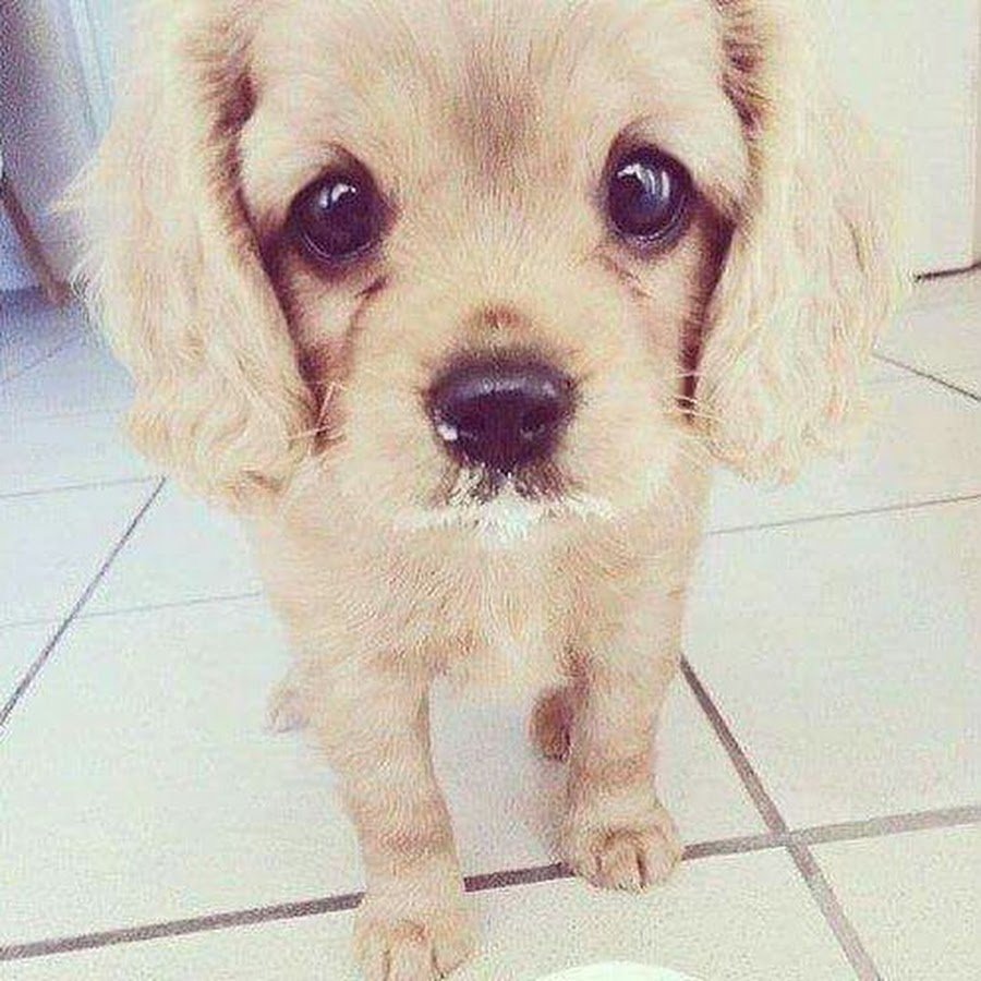 Безумно милый щенок