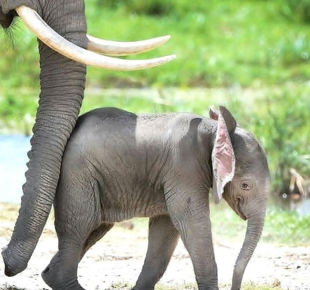 Хвост слона