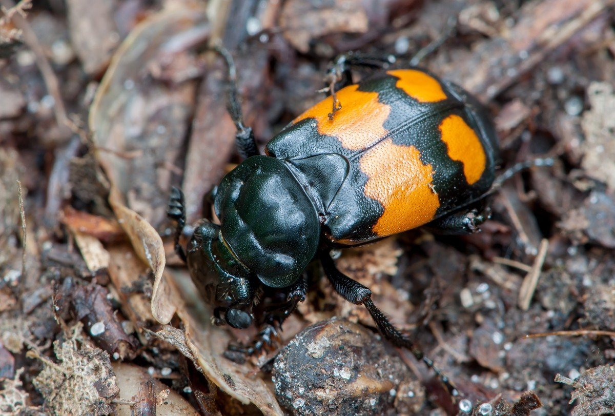 Жук мертвоед красногрудый