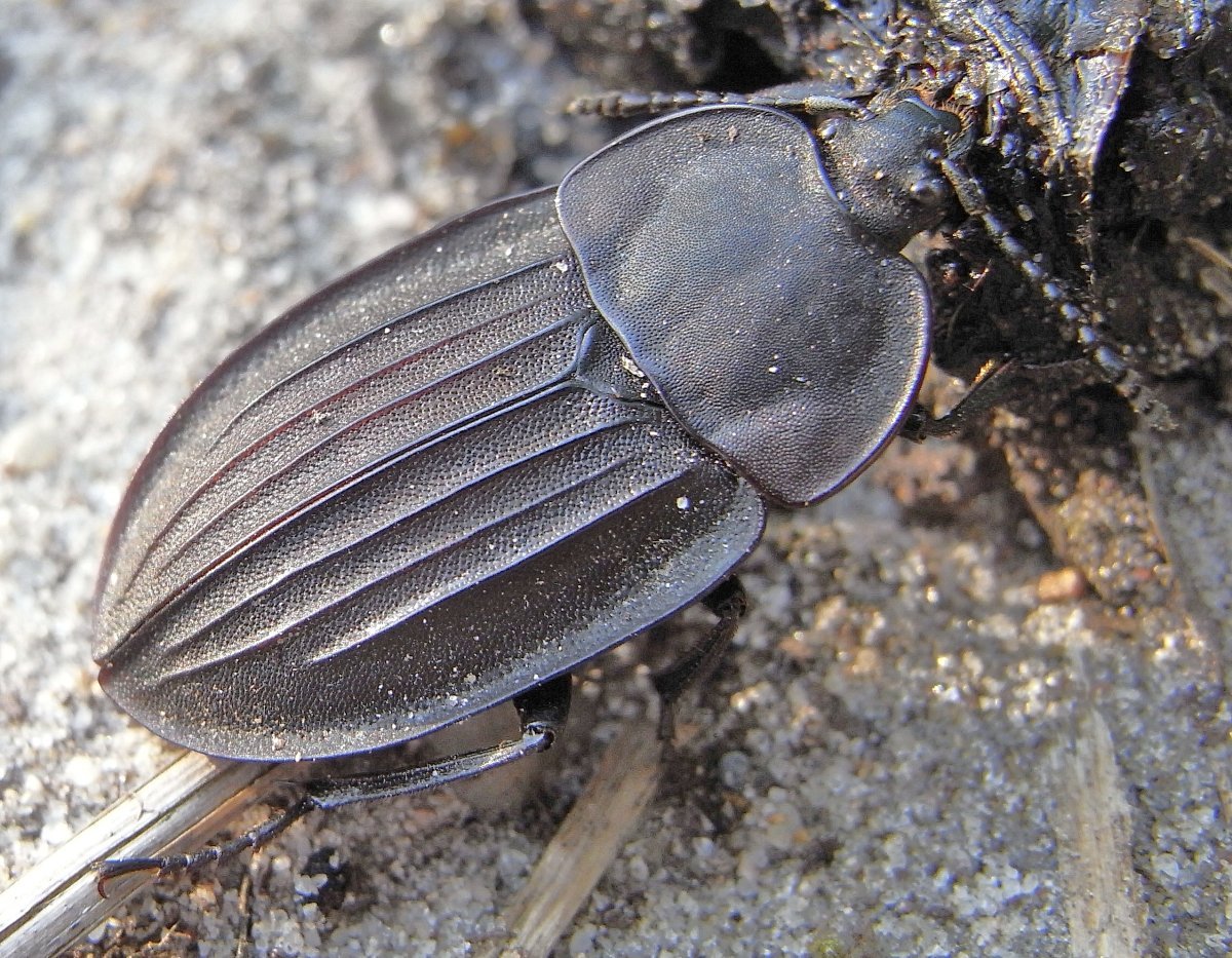 Жук Nicrophorus