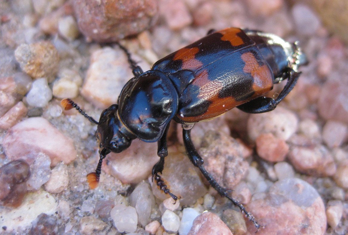 Nicrophorus interruptus Жук