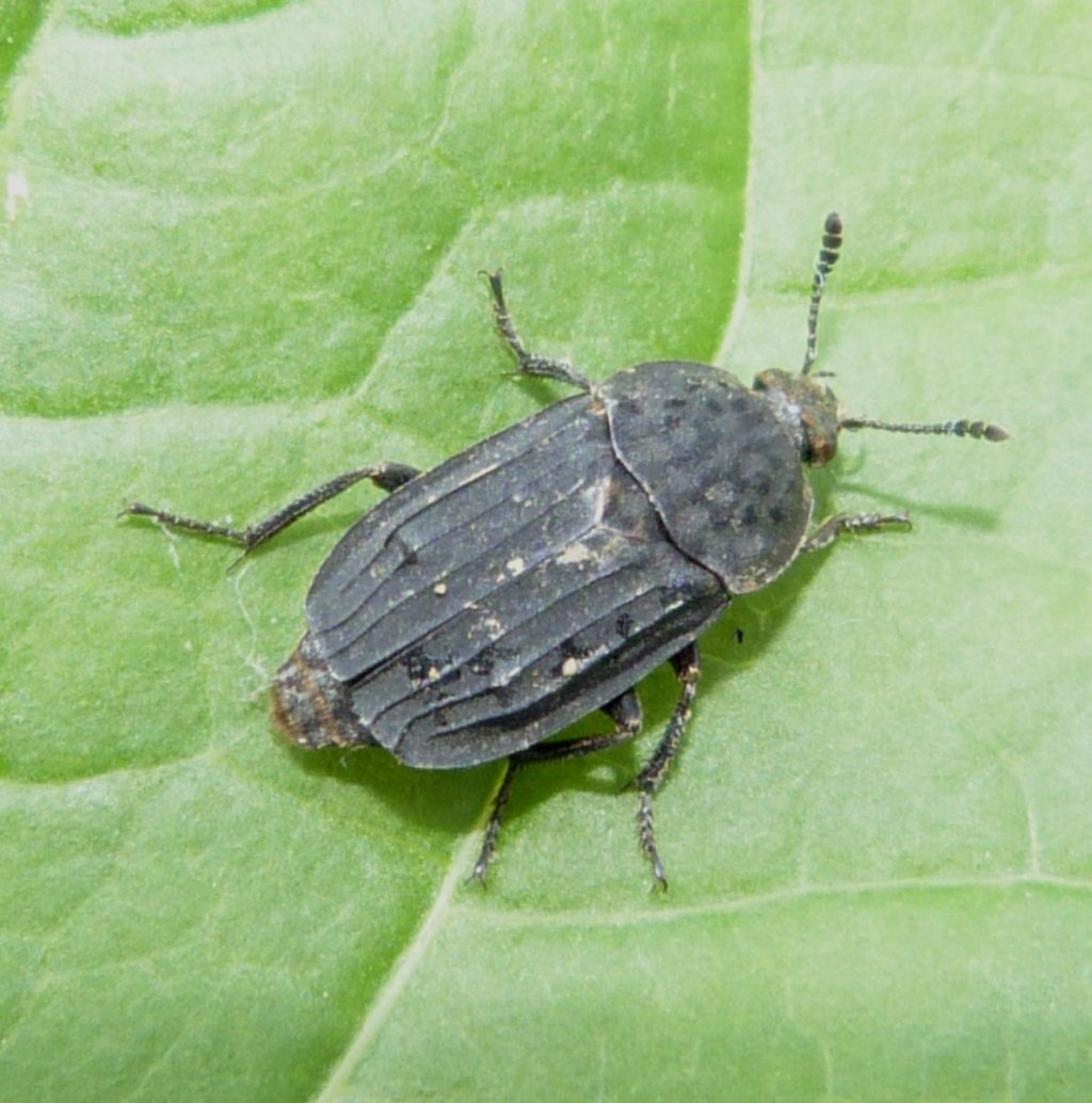 Скарабей навозник