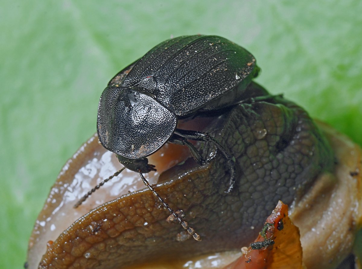 Жук мертвоед