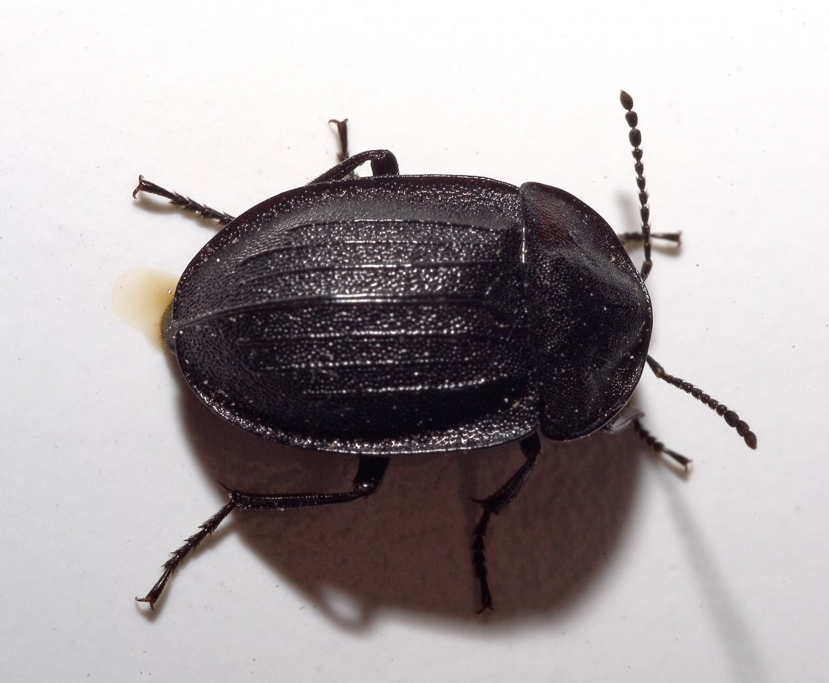 Жук-трупоед Necrodes littoralis