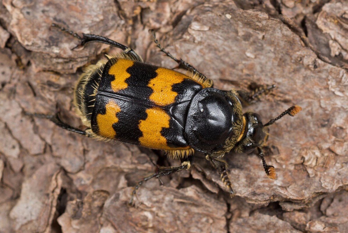 Мертвоед четырехточечный