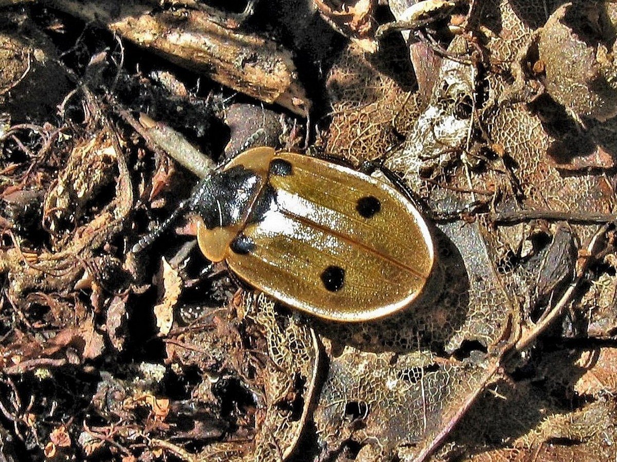 Жук мертвоед Nicrophorus