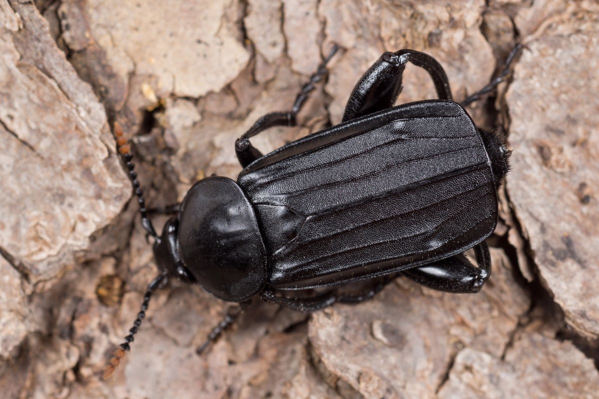 Жук могильщик обыкновенный