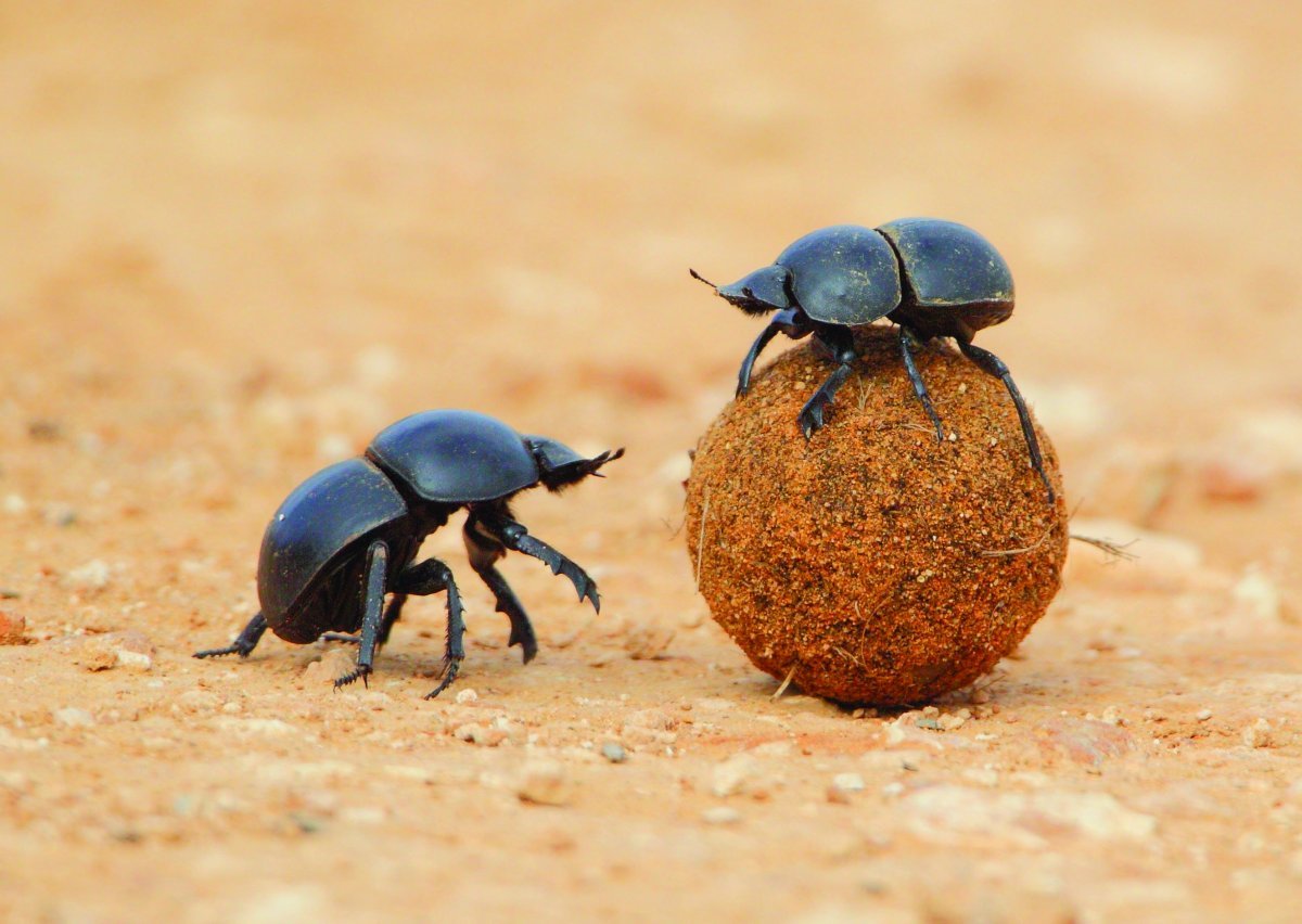 Мертвоед четырёхточечный