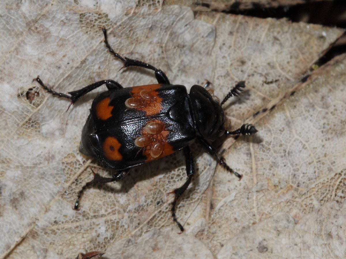 Жук навозник сапрофит