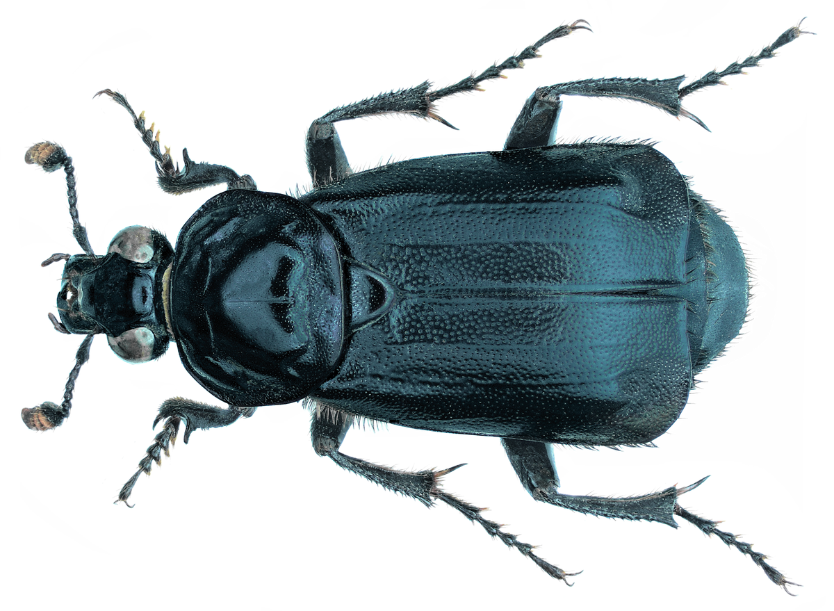 Жук могильщик строение