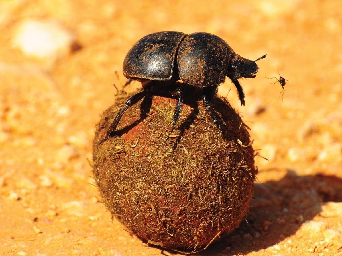 Шаранка Майский Жук