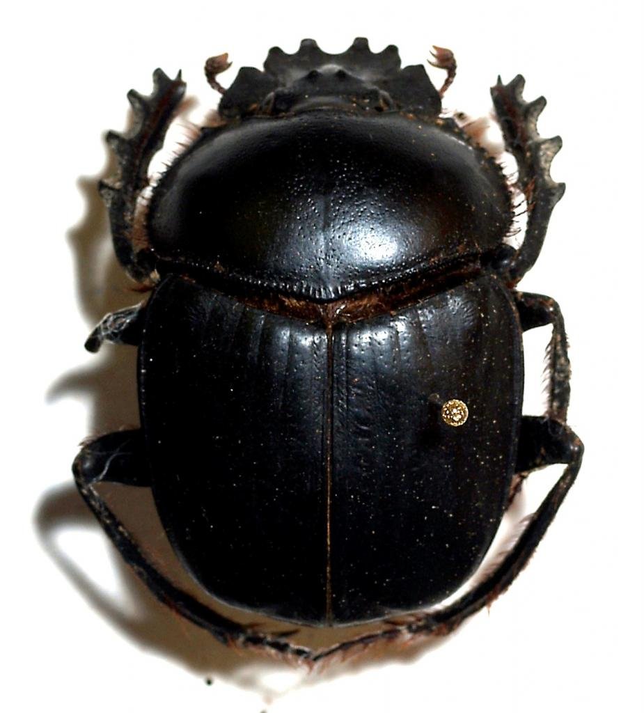 Жук Гнойовик