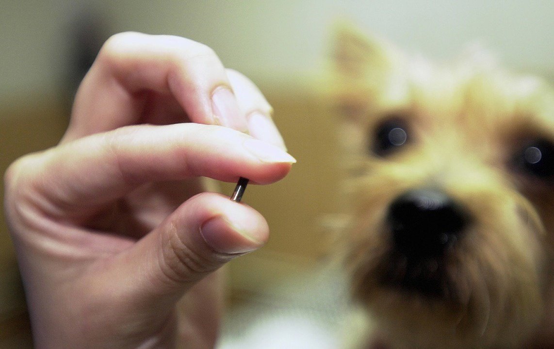 Зов предков пес бэк