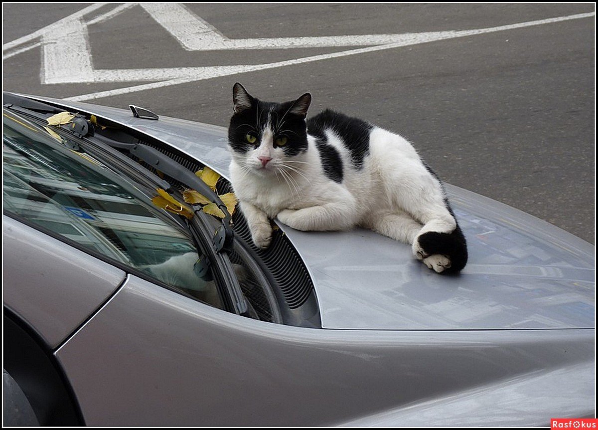 Кошка на капоте. Кот в машине. Котик на автомобиле. Кошка и тачка. Кот на тачке.