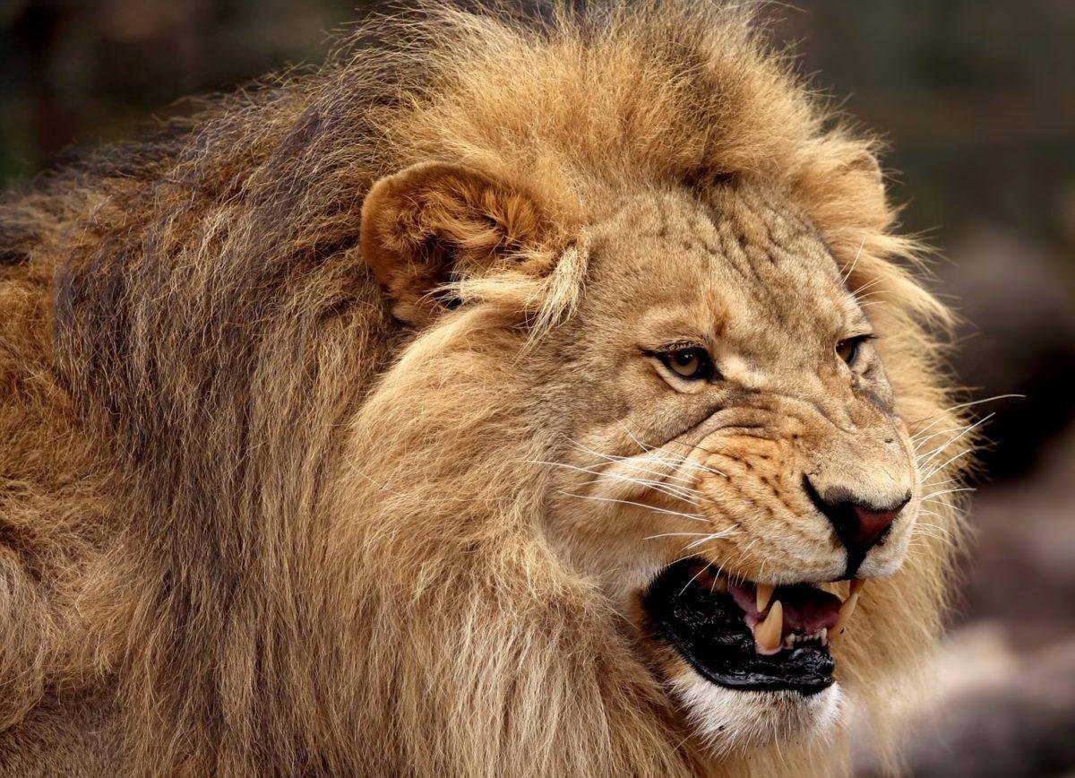 Лев рычит