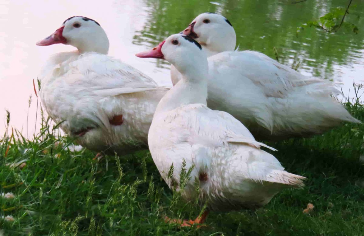 Хохлатые муларды