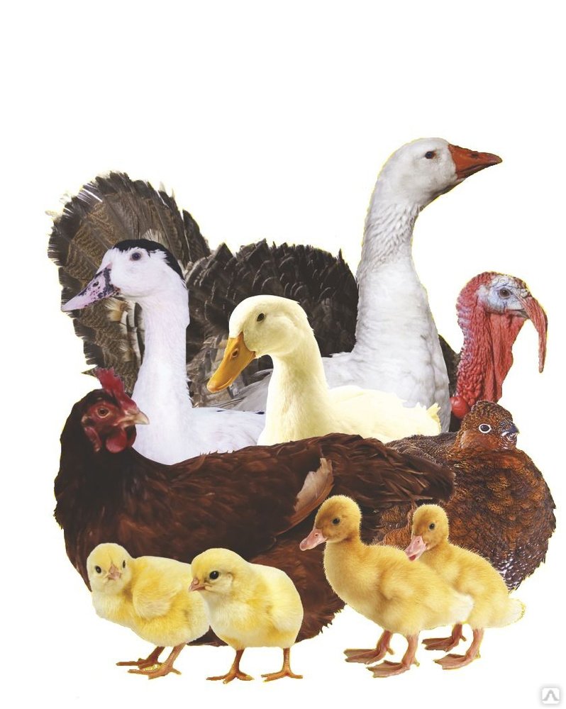 Бройлер Мулард куры