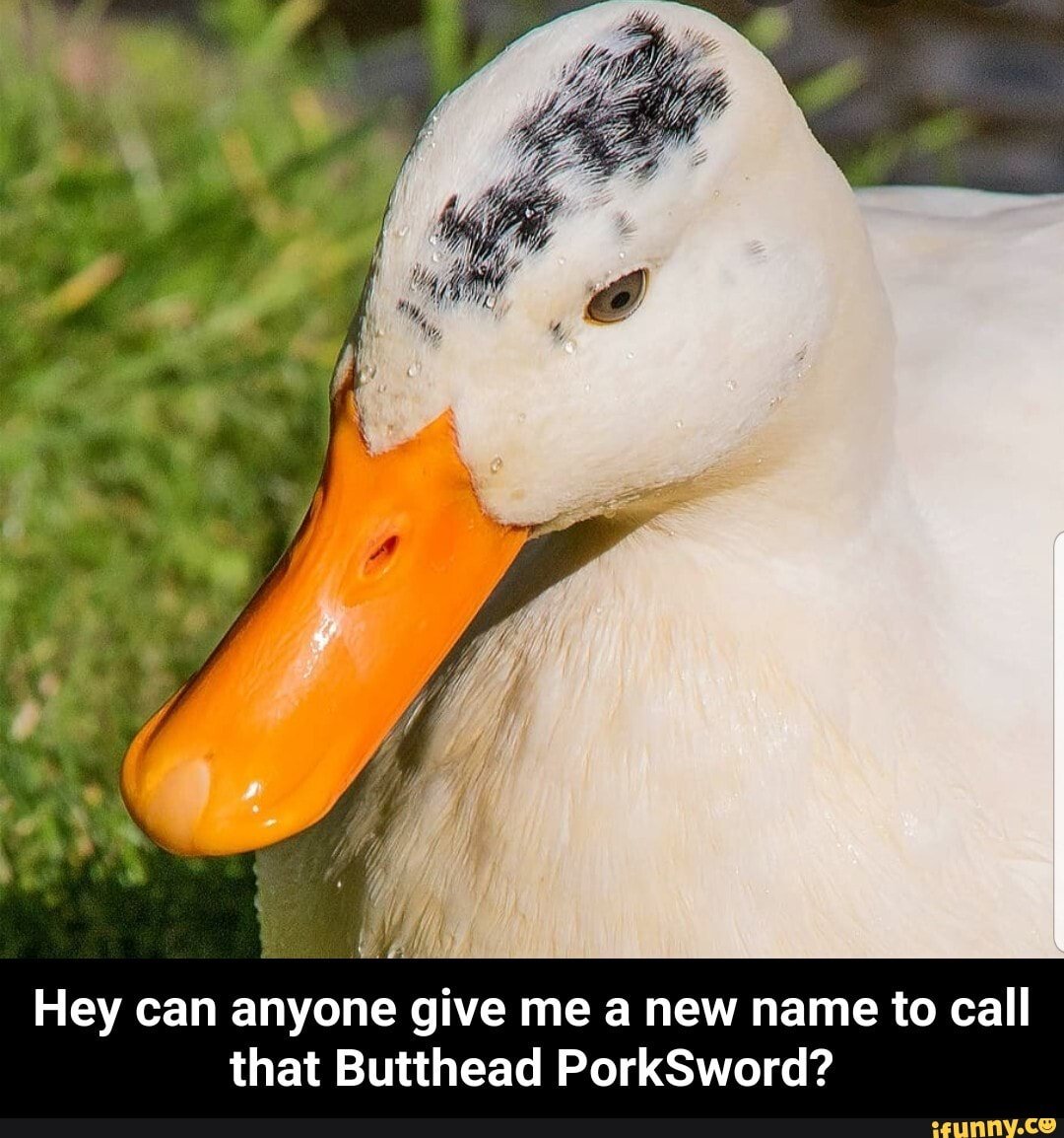 Meet a Life sized Duck