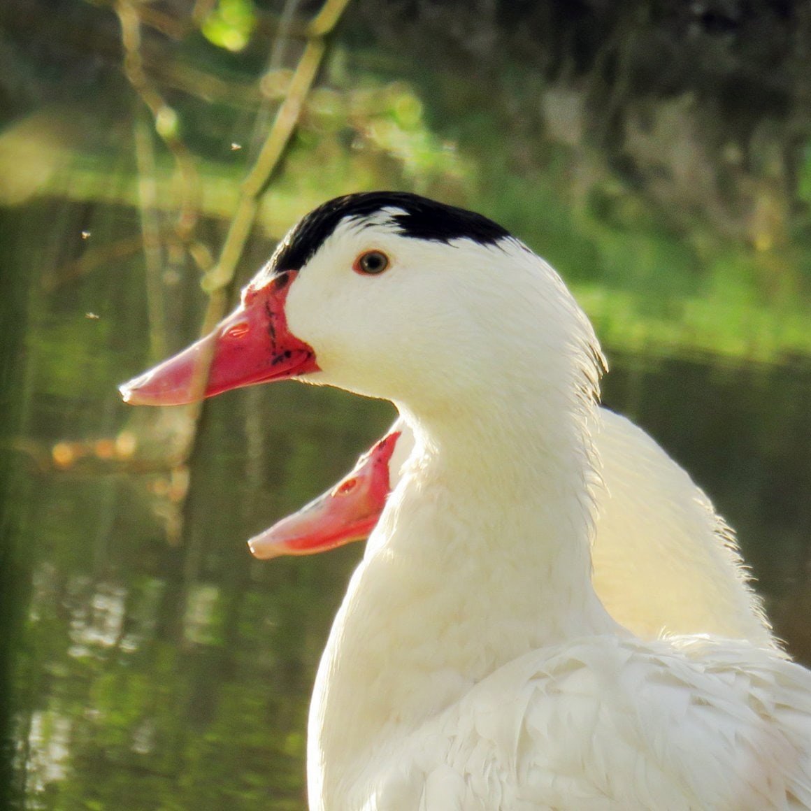 Порода уток муларды