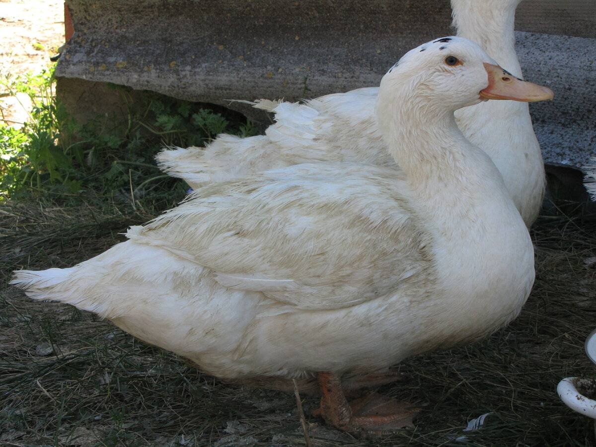 Утка-Гусь Мулард