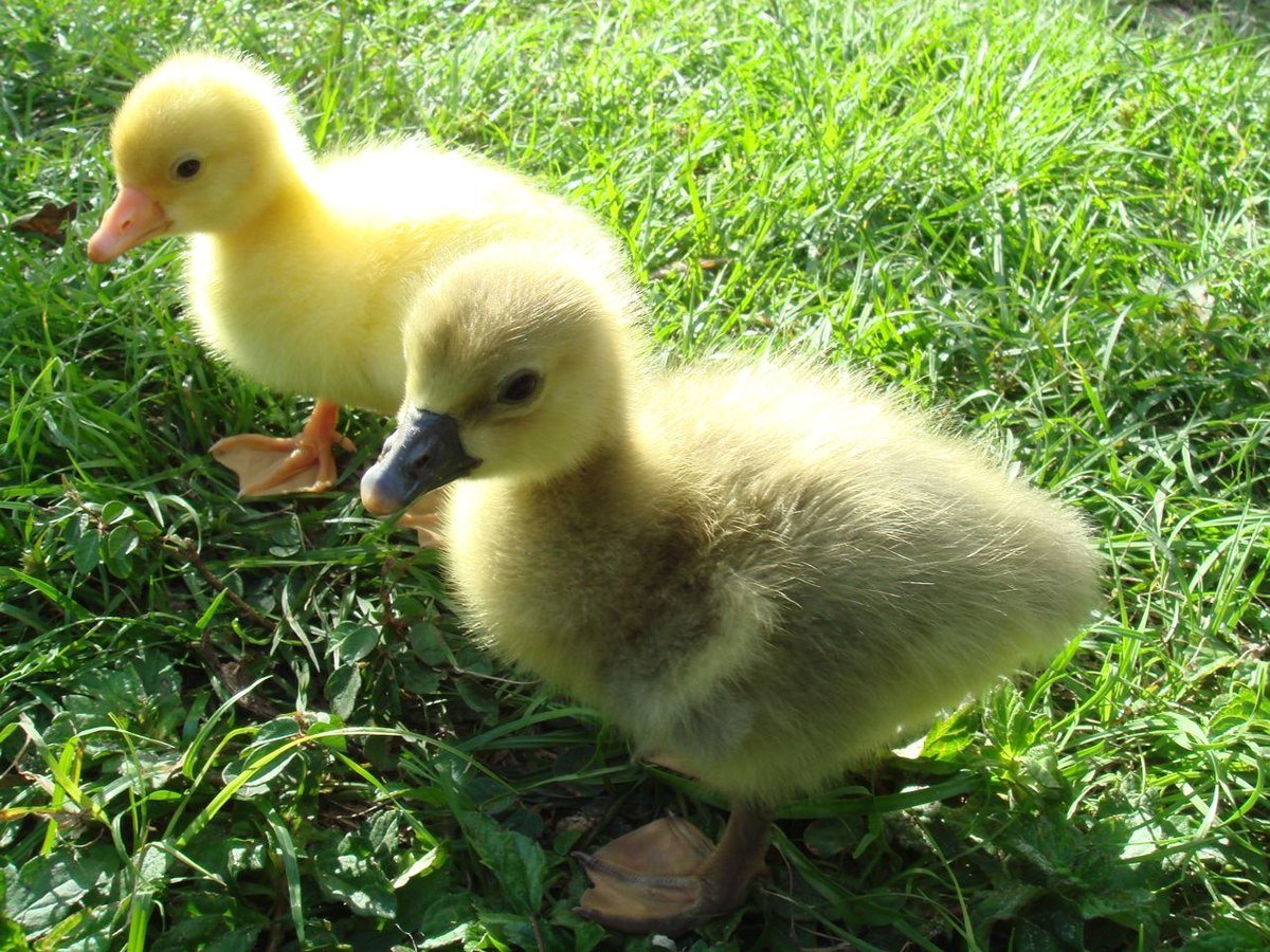 Утята Стар 53