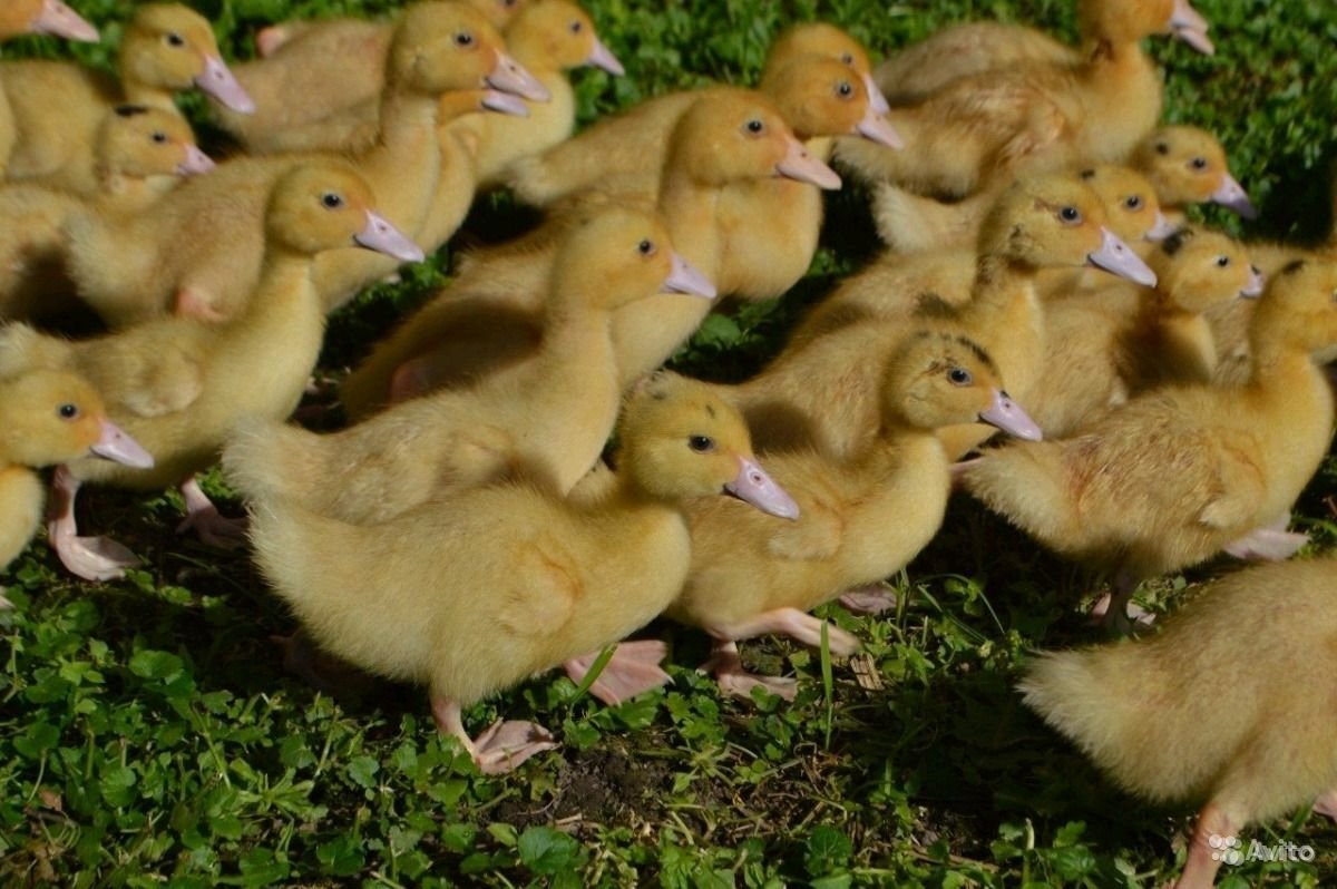 Цыплята утки муларды
