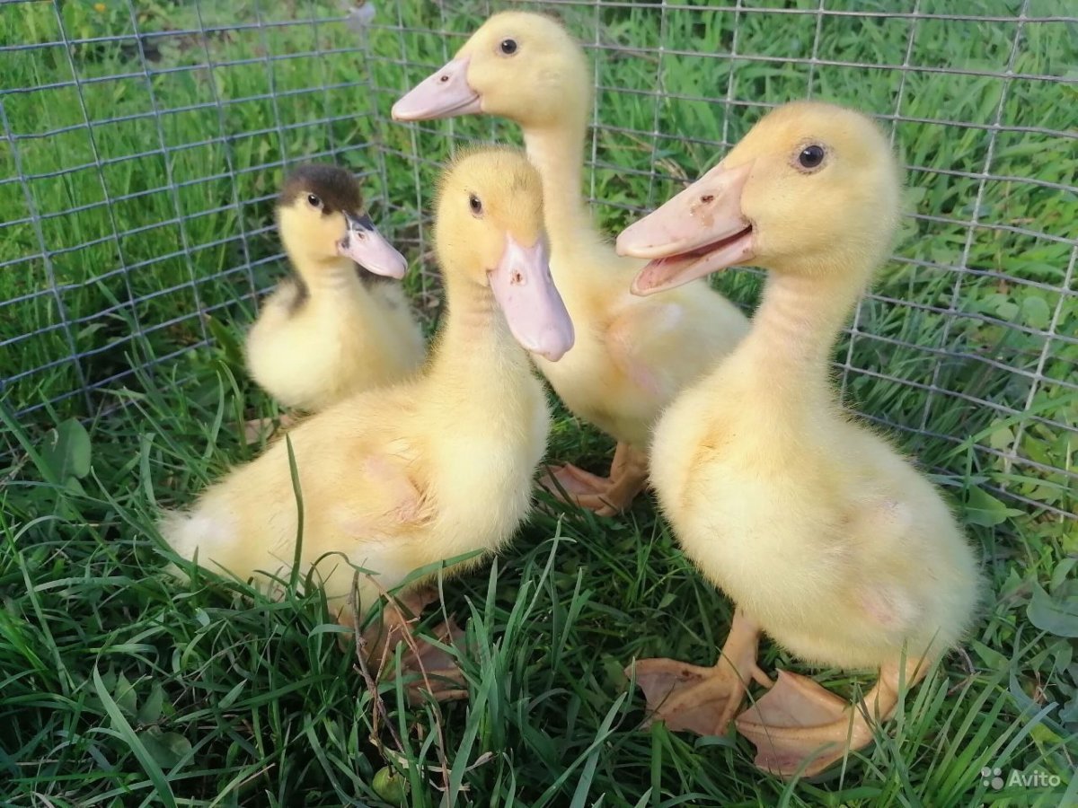 Утята Мулард Франция