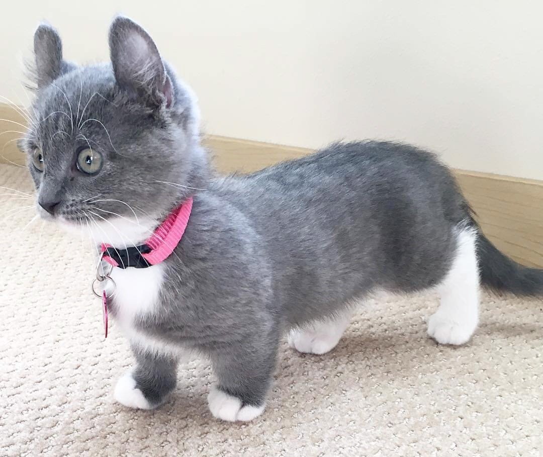 Манчкин кошка взрослая