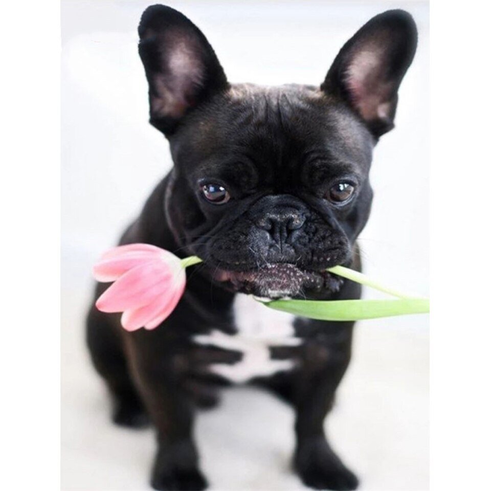 Доброе утро французский бульдог