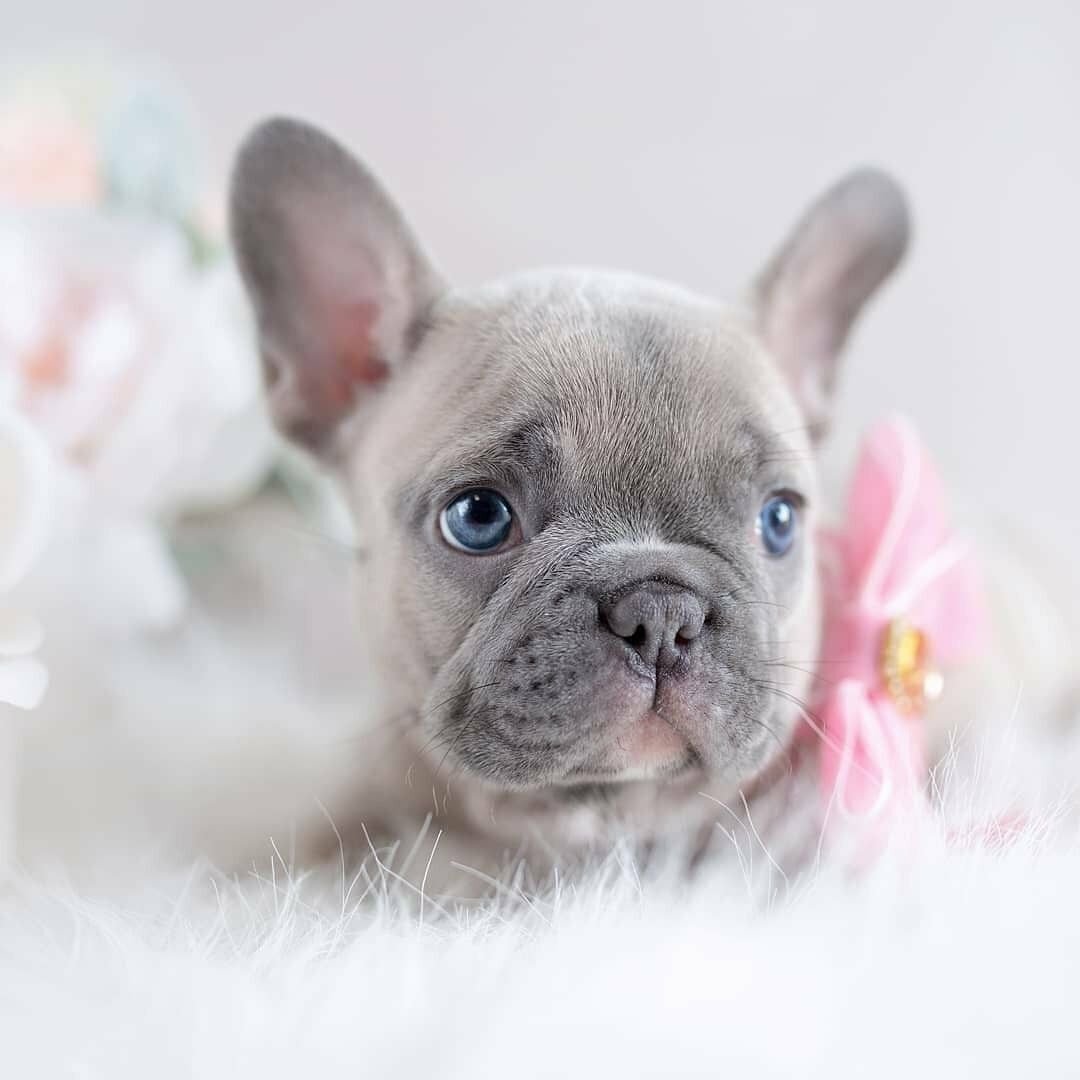 Французский бульдог щенок белый