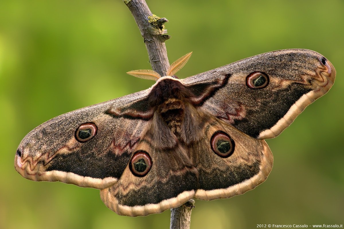 Сатурния Павлиноглазка Грушевая