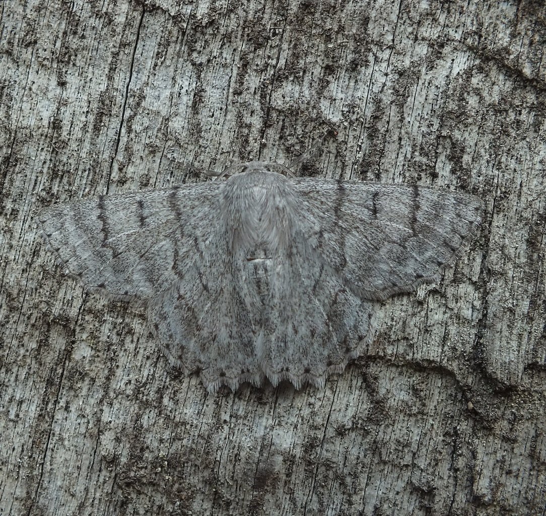 Маскировка бабочек в природе