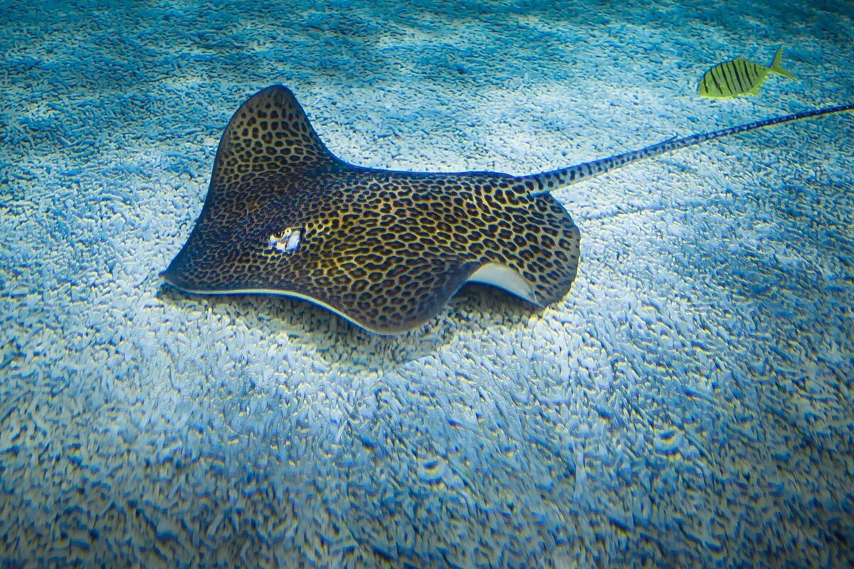 Скат кольчатый хвостокол